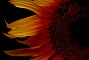 slides/fireflower.jpg  fireflower