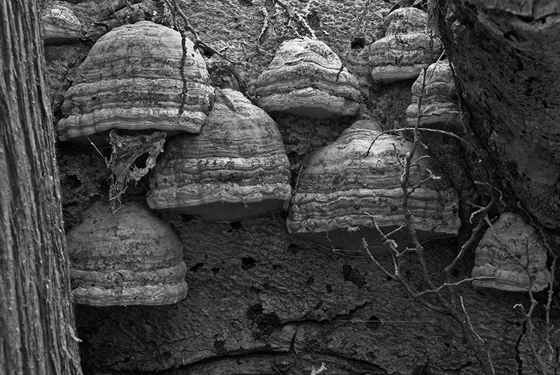 slides/bwfungus01.jpg Cedarburg Bog Mushrooms bwfungus01