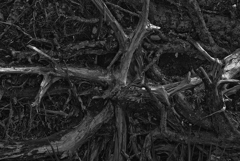 slides/bwroots01.jpg Cedarburg Bog Roots bwroots01