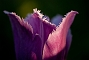 slides/tulip11.jpg  tulip11