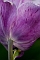 slides/tulip12.jpg  tulip12
