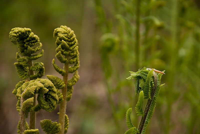 slides/ferns01.jpg Cedarburg Bog Ferns ferns01