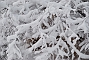 slides/snowy_branches.jpg  snowy_branches