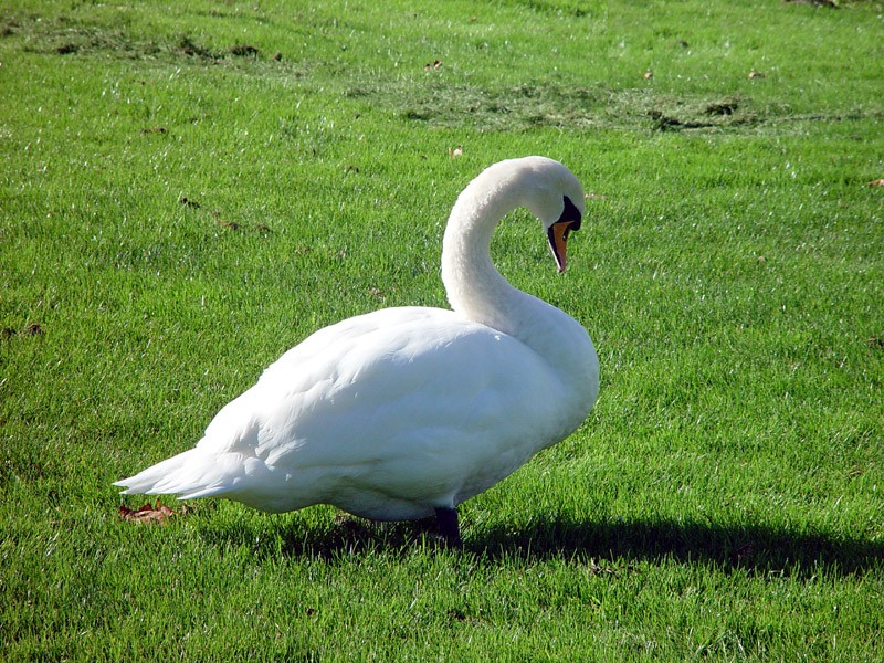 slides/dromoland-swan.jpg  dromoland-swan