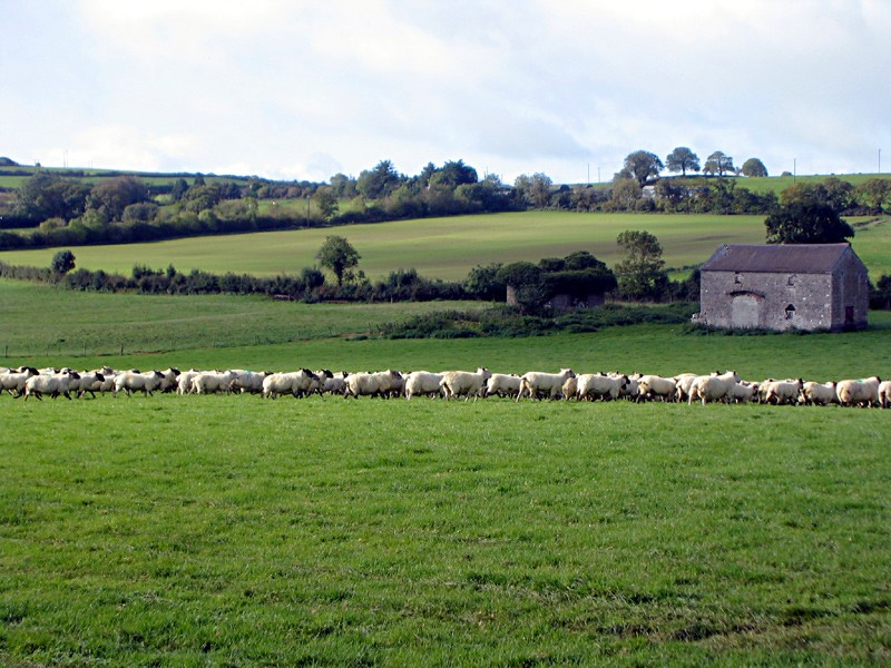 slides/sheep-herding-c1.jpg  sheep-herding-c1