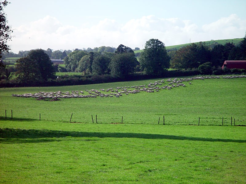 slides/sheep-herding2.jpg  sheep-herding2