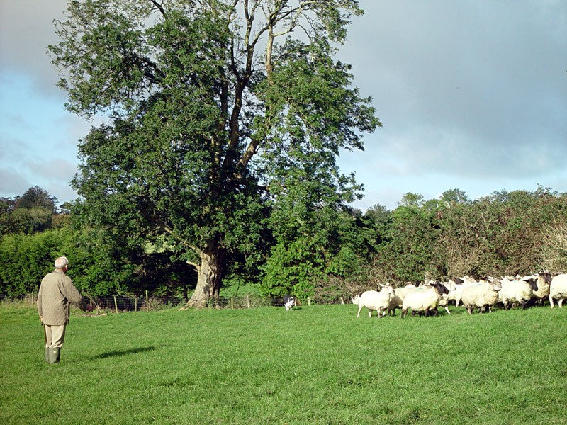 slides/sheep-herding7.jpg  sheep-herding7